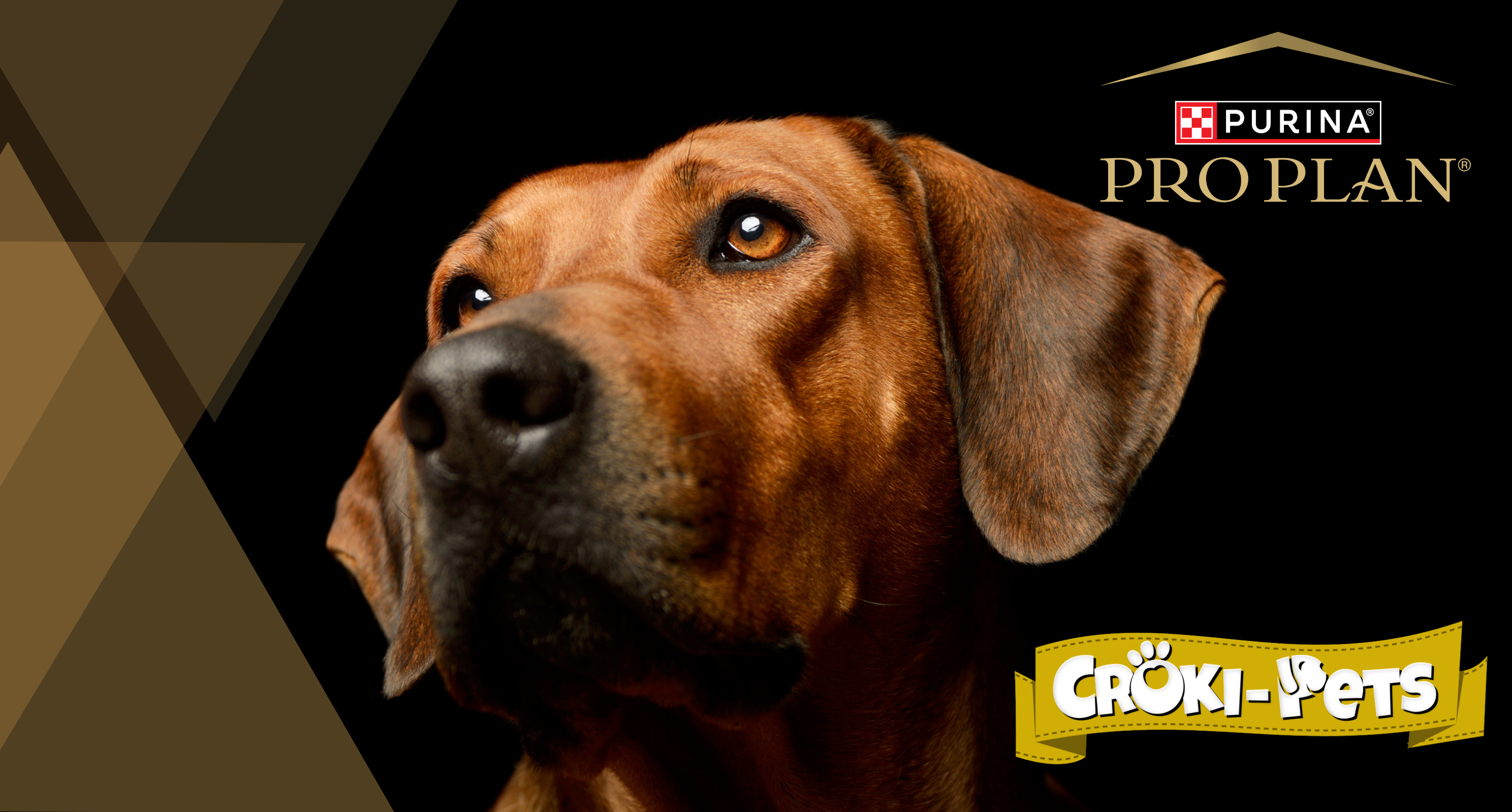 collection-banner-image