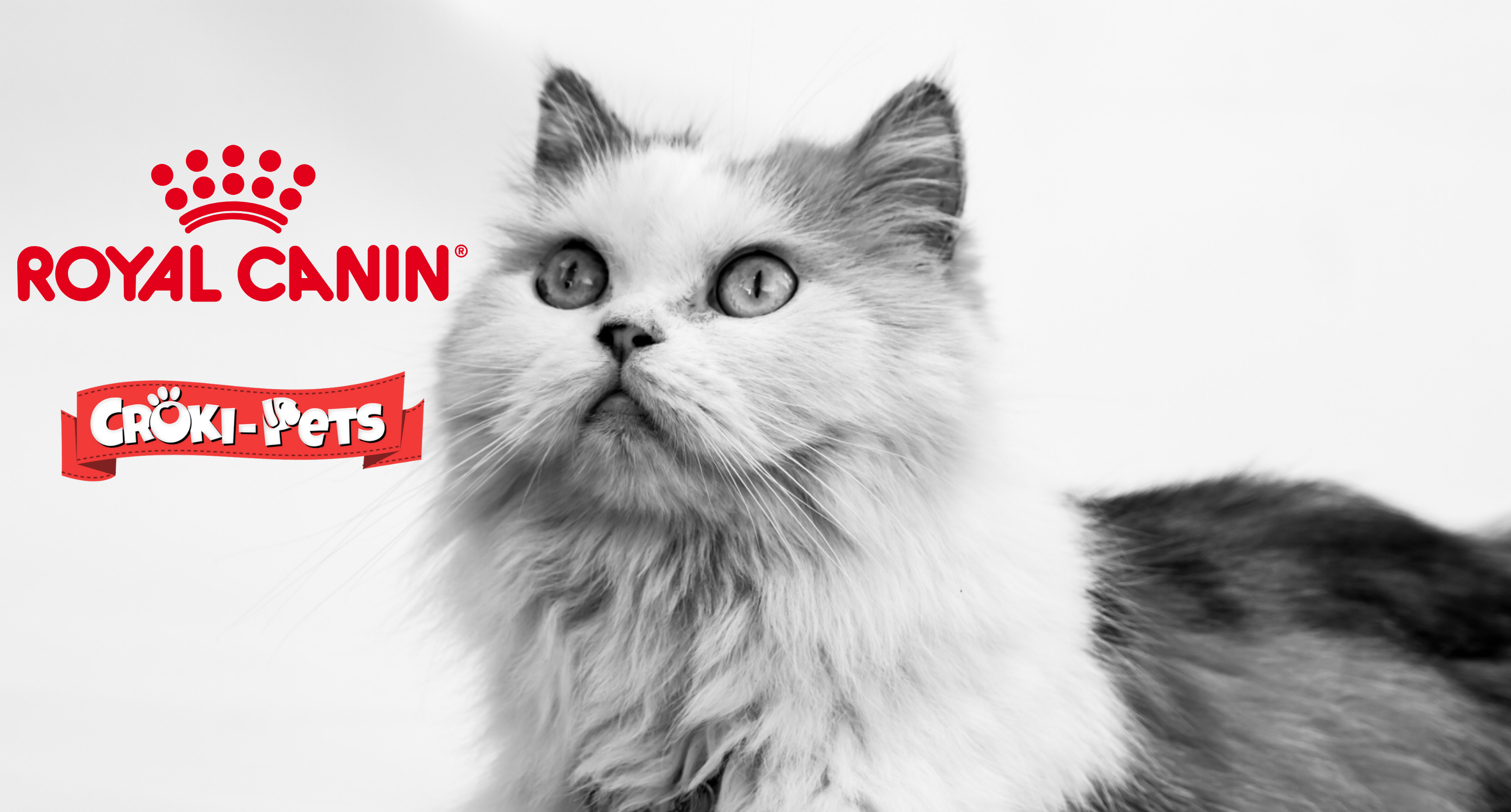 collection-banner-image