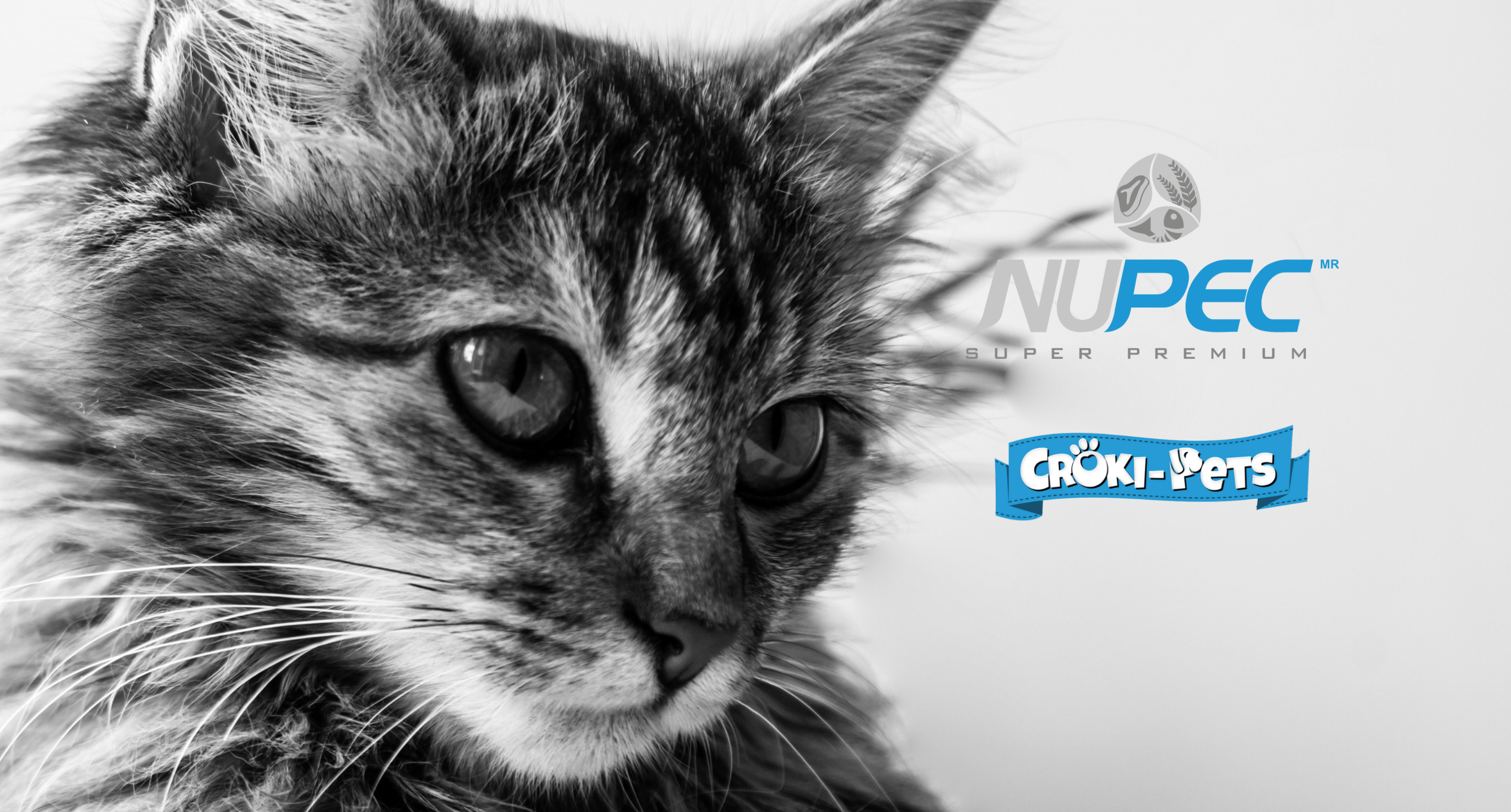 collection-banner-image